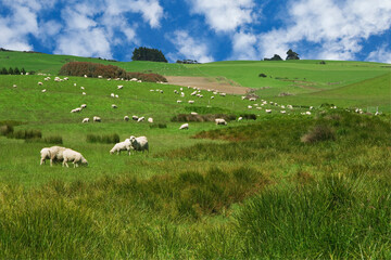 New Zealand, South Island. Sheep graze in pasture.