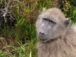 old worrying looking monkey