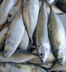 fresh fish on the market