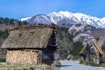 春の白川郷と桜