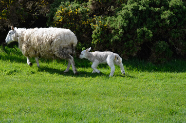 Obraz premium sheep and lamb