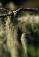 Closeup of moss hanging off a branch