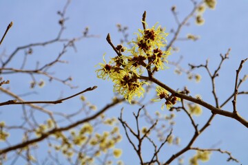 マンサクの花　春　空　風景