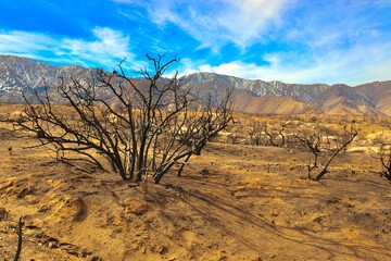 Aftermath of the 2020 California fires in Angeles National Forest. Photos taken near the Devils...