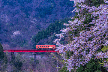 電車と桜