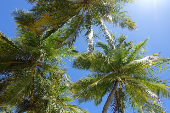 Low Angle View Of Palm Trees Against Blue Sky © markus hauck/EyeEm