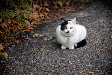 black and white cat