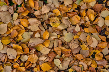Beautiful orange fallen leaves, top view