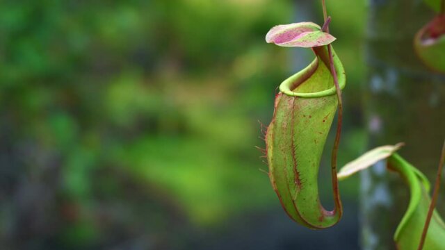 Close up shot of Pitcher plant Insect Trapped Plant