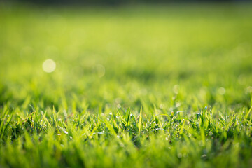 lawn background image. (Blur focus)