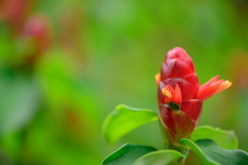 Obraz na płótnie Canvas Close up of red ginger flower bud 