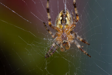 The lower part of the spider, around it is a web