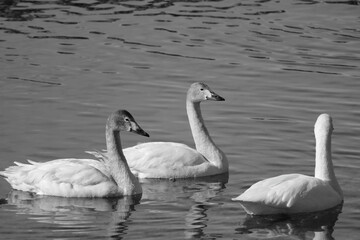 安曇野の里の白鳥の群生