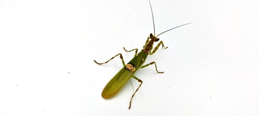 praying mantis on white background