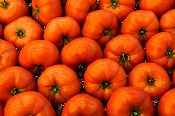 Frische rote Tomaten