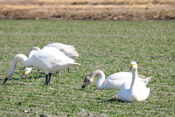 安曇野の里の白鳥の群生