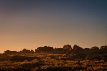 Grass dunes at sunset, copy space for text
