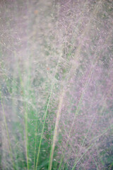 Fototapeta na wymiar Beautiful pink muhly grass blooming in autumn