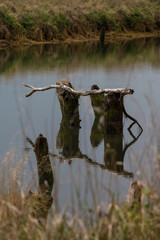 Vertical image of tree stumps in river, shot through grass