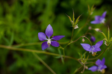 Purple small flowers close-up. plant with flowers. Natural background.