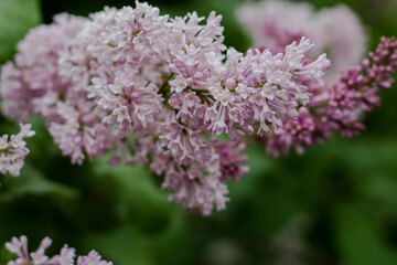Lilac branch. Pink flowers on a tree branch. Blooming lilac. Spring came. Floristic background.