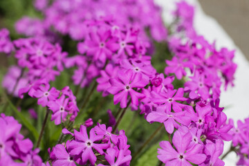 Pink flowers on a green background. Beautiful floral background.