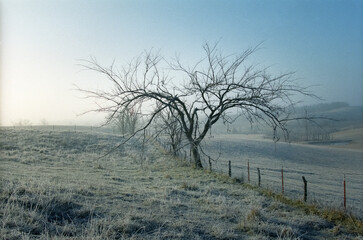 Pastoral scene of a misty foggy frosty winter sunrise including a fence line with a leafless tree as the focal point and a frosty pasture with cattle in the background.