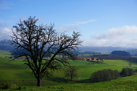 Tree On Field Against Blue Sky © rudy de rooij/EyeEm