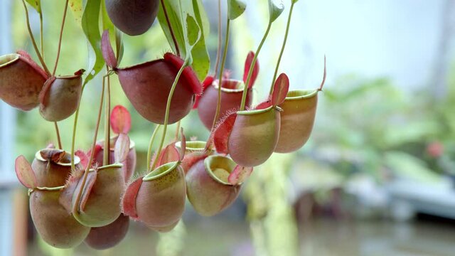 Group of Round Shape Nepenthes Pitcher Plant Insect Digestive Plant