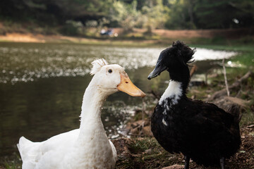 A black duck and a white duck