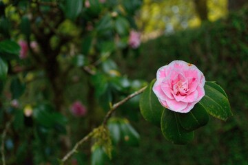 pink rose in garden
