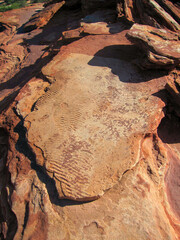 Eurypterid tracks, the beginnings of life on land, Kalbarri National Park, Western Australia