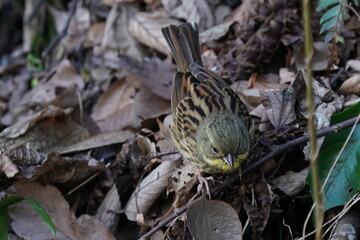 eurasian siskin in the bush