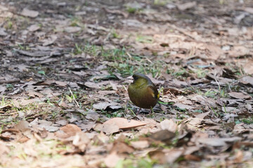 oriental greenfinch on the ground