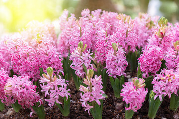 Close up on pink hyacinth flower in spring day