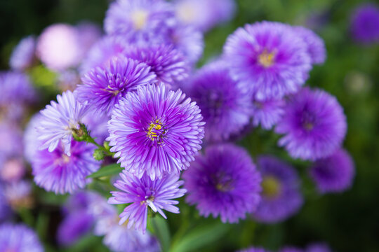 Purple flowers of Italian Asters, Michaelmas Daisy (Italian Starwort, Fall Aster, violet blossom)