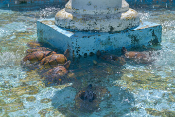 Tortugas en el estanque, Granada, Nicaragua, 10 de enero 2019