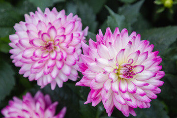 Pink Dahlia flower in the garden at spring day