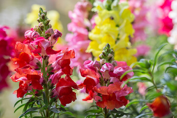 Beautiful Antirrhinum majus or Snapdragon flowers is blooming in the garden