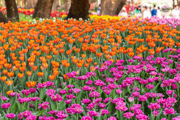 Fresh colorful tulip flowers in the garden at spring day