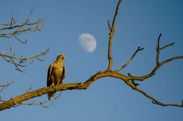 White-tailed sea eagle rests on a tree branch against the deep blue sky with daytime moon