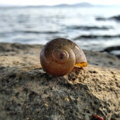 Caracol de lago acuatico