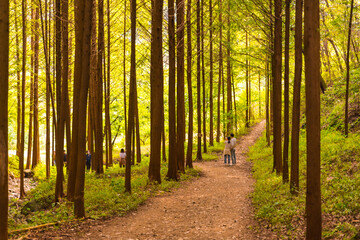 Obraz premium 메타세콰이어 숲 