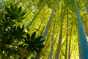 Obraz premium 千葉県佐倉市 ひよどり坂の竹林