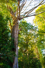 千葉県佐倉市　武家屋敷の竹林