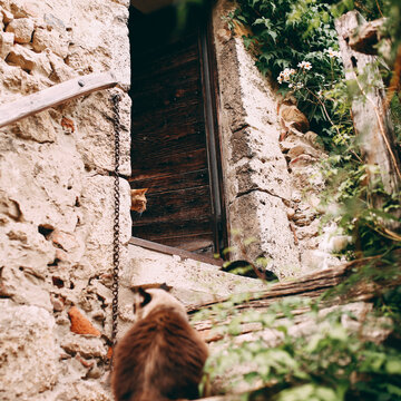 Facade of old stone buildings in Perouges, France, two cats in door