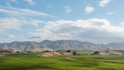 Fototapeta na wymiar Vines and mountains in Canterbury Region. New Zealand