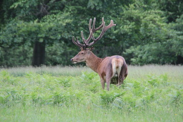 Red Deer, Windsor Great Park, United Kingdom.
