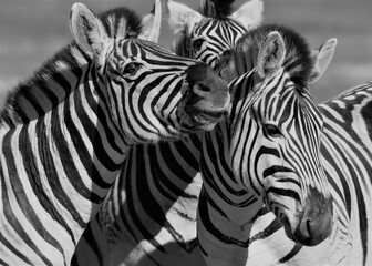Fototapeta na wymiar Close up of Zebras in black and white