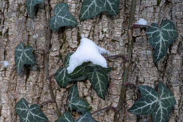 Detail of a holly plant under the snow